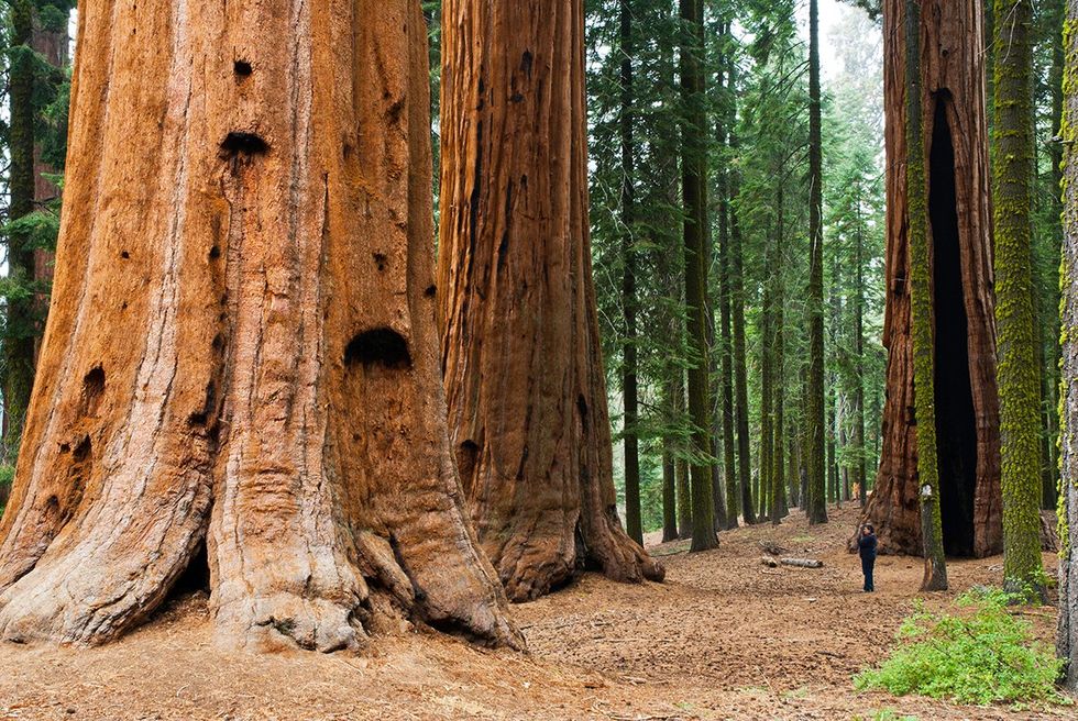 12. Redwood National Park \u2013 California