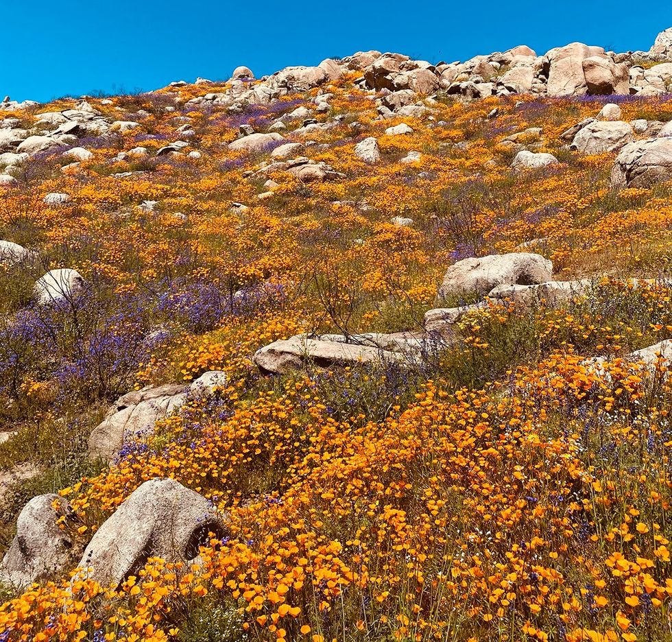 15 Pics Show How a Devastating Wildfire Gave Birth to a Super Bloom of Wildflowers\u200b