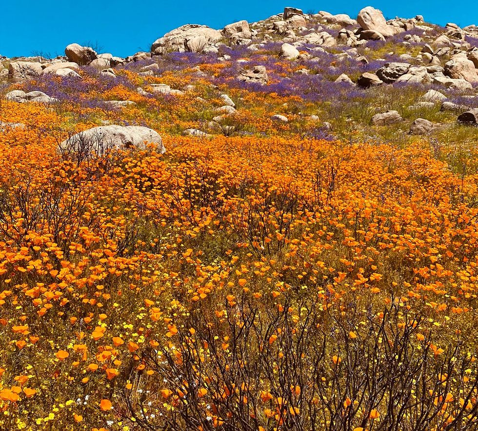 15 Pics Show How a Devastating Wildfire Gave Birth to a Super Bloom of Wildflowers\u200b