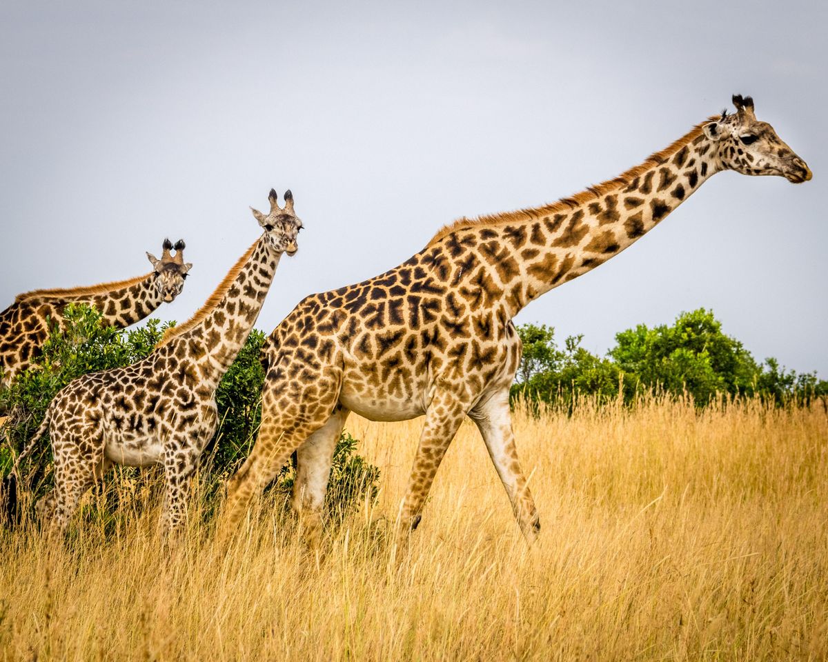 3 giraffes