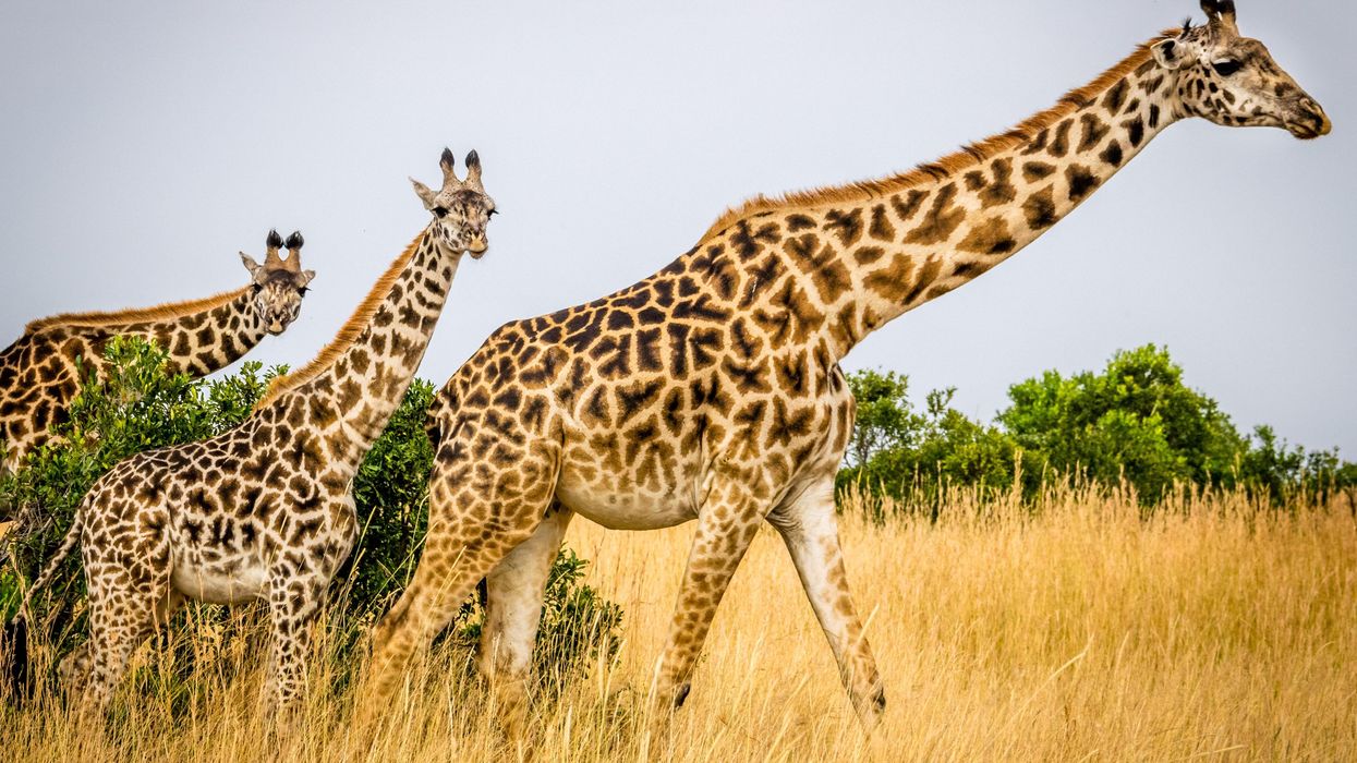 3 giraffes