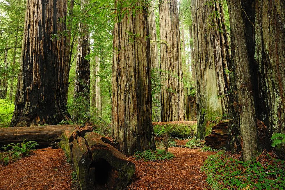 4. Sequoia National Park \u2013 California (TIE)