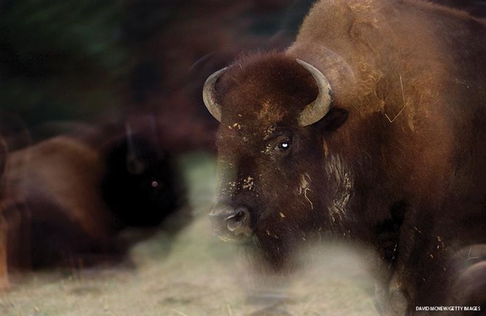 A bison appears ghost-like in the pre-dawn light at Custer State Park in the southern Black Hills of South Dakota. Millions of bison were slaughtered as part of a genocidal campaign against American Indians. Nearly extinct by the late 1800\u2019s, today only a