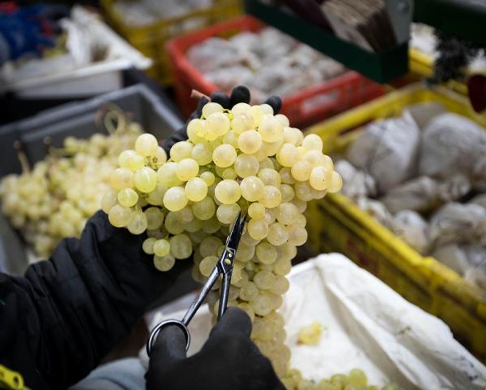 A bunch of white grapes being cut