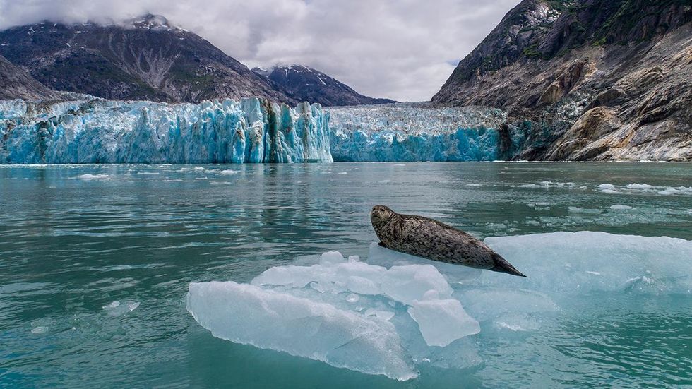 A lone seal on ice cleaved from Dawes Glacier in Alaska.