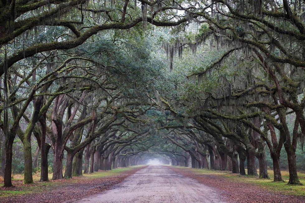 A tree-lined lane in Georgia