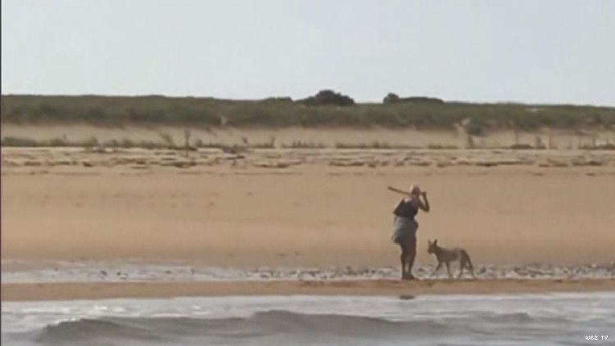 A woman wave stick at coyote on P-town beach