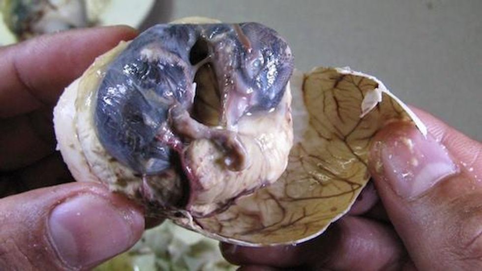 Balut is a developing bird embryo (usually a duck) that is boiled and eaten from the shell