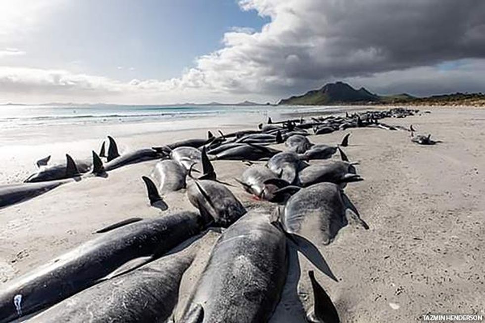 Beached pilot whales