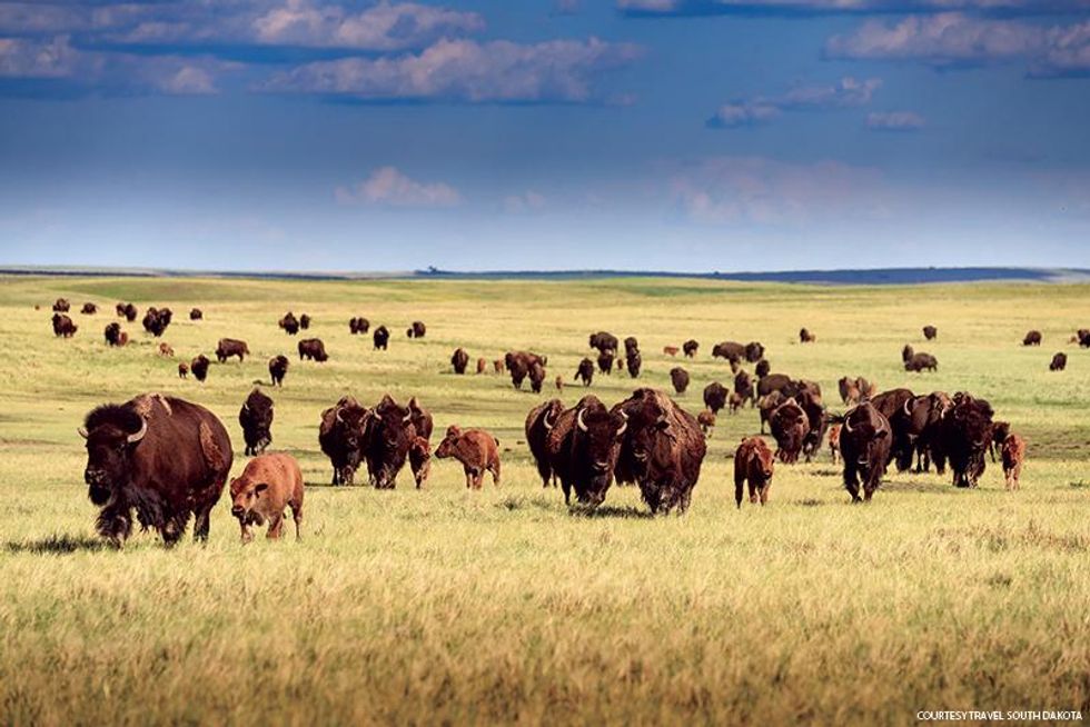 Buffalo once more roam