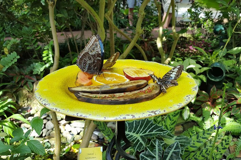 Butterflyconservatory Forupload 0