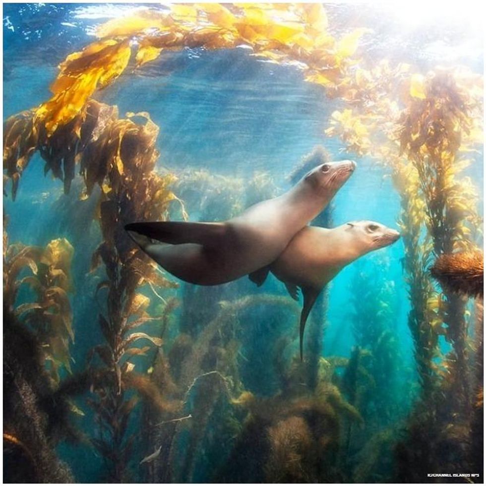 Channel Islands National Park is an underwater wonderland, with kelp forests and dancing seals.
