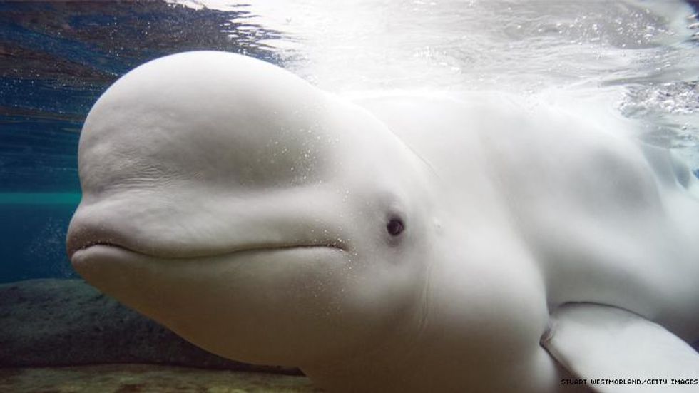 Chicago Shed Aquarium Beluga whale