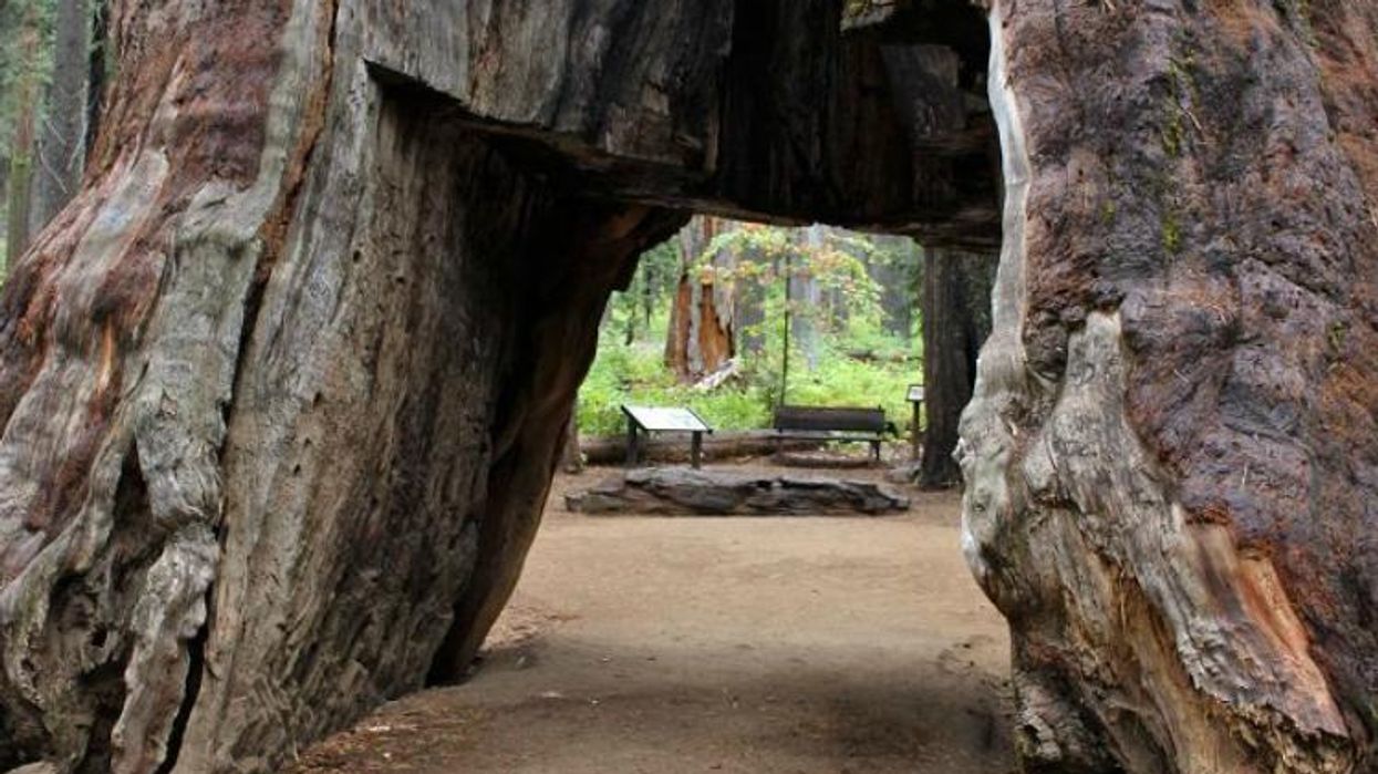 Claudia Beymer/Calaveras Big Trees Association