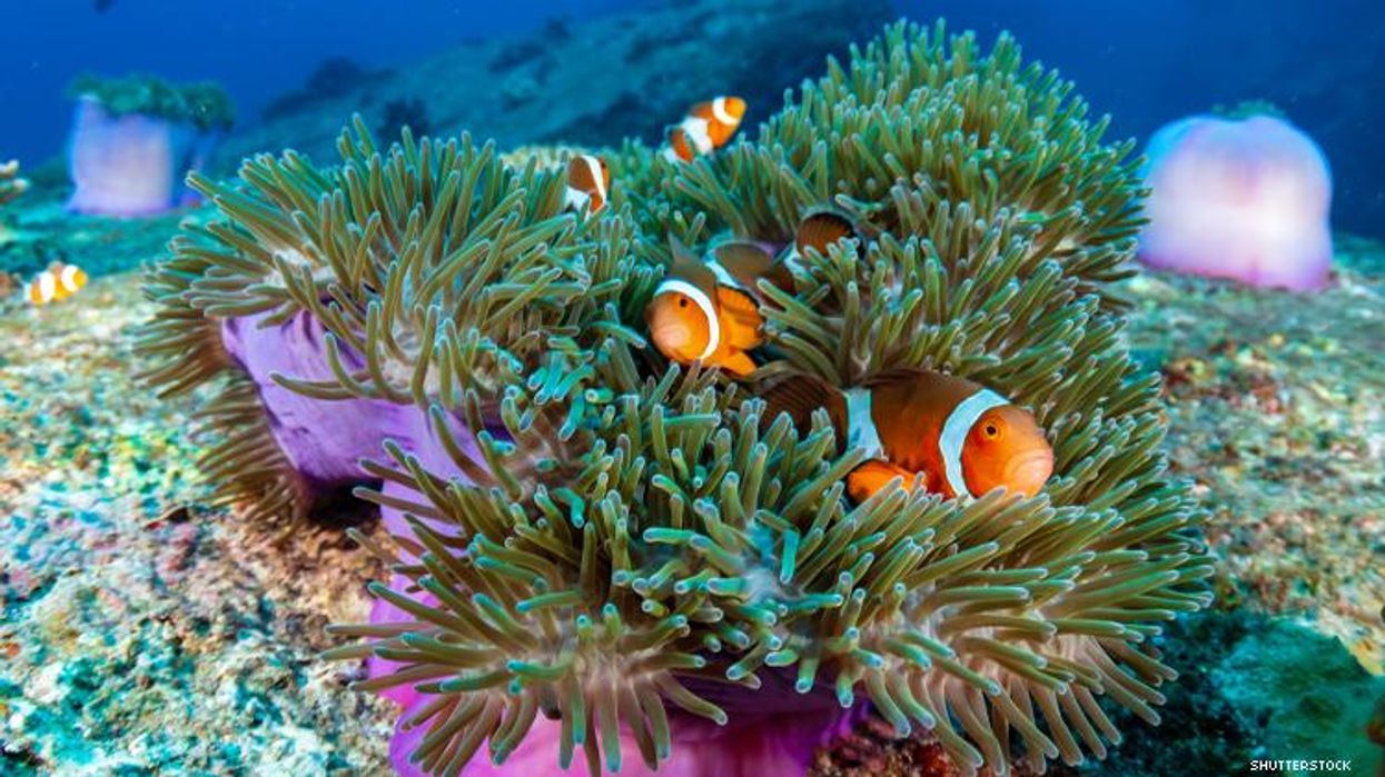 Clown fish on a reef