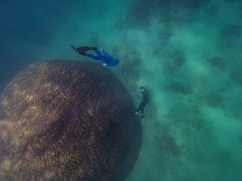 coral and snorkellers