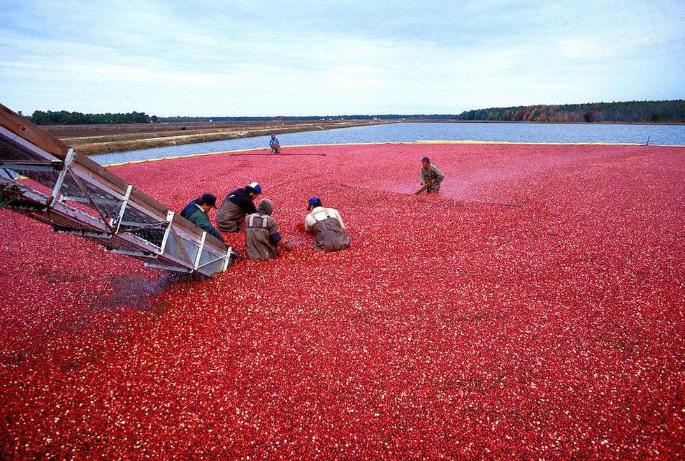 Cranberry Harvest Festival