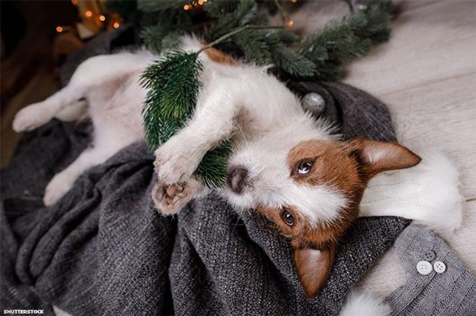 Dog rolling in holiday decorations