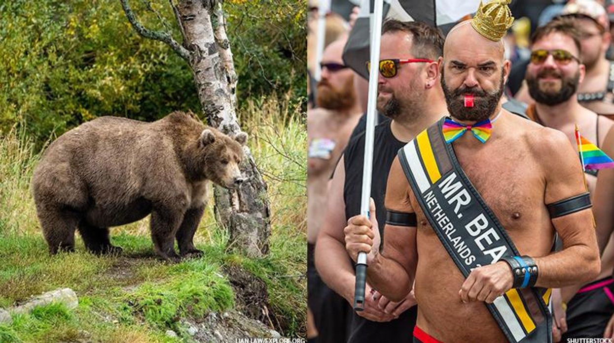 Election Fraud Scandal Rocks Fat Bear Finals