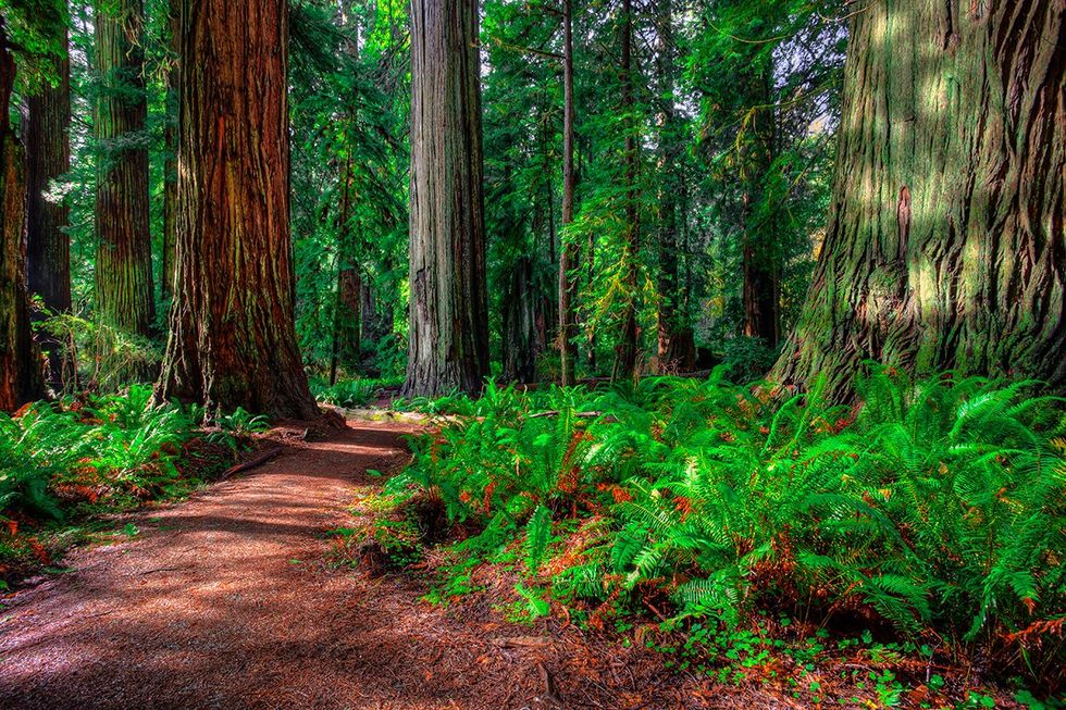 Episode VI: Return of the Jedi \u2013 Redwood National and State Parks, USA