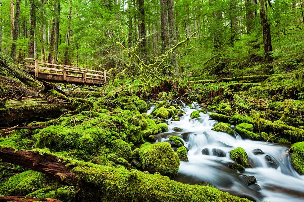 Explore the Outdoors: 15 National Parks Perfect for Hiking - Olympic National Park