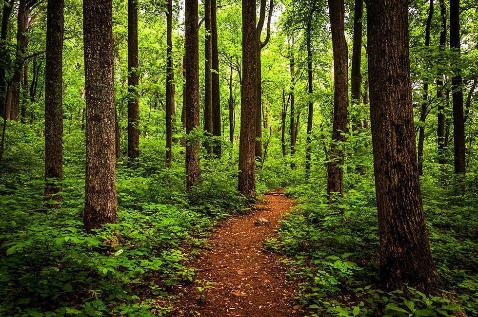 Explore the Outdoors: 15 National Parks Perfect for Hiking - Shenandoah National Park
