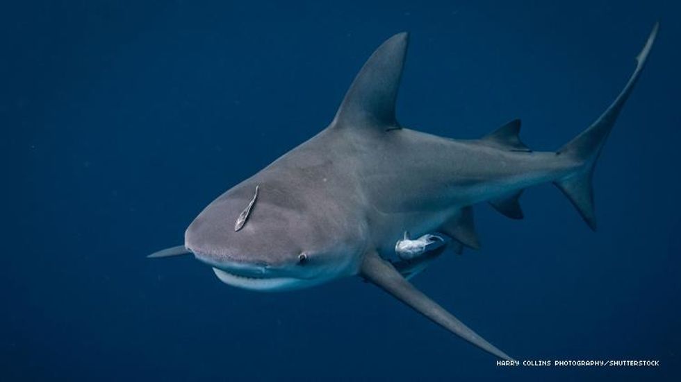 Florida Bull Shark