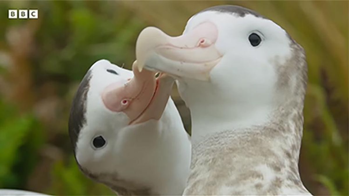 Gay Albatrosses Find True Love With Sir David Attenborough