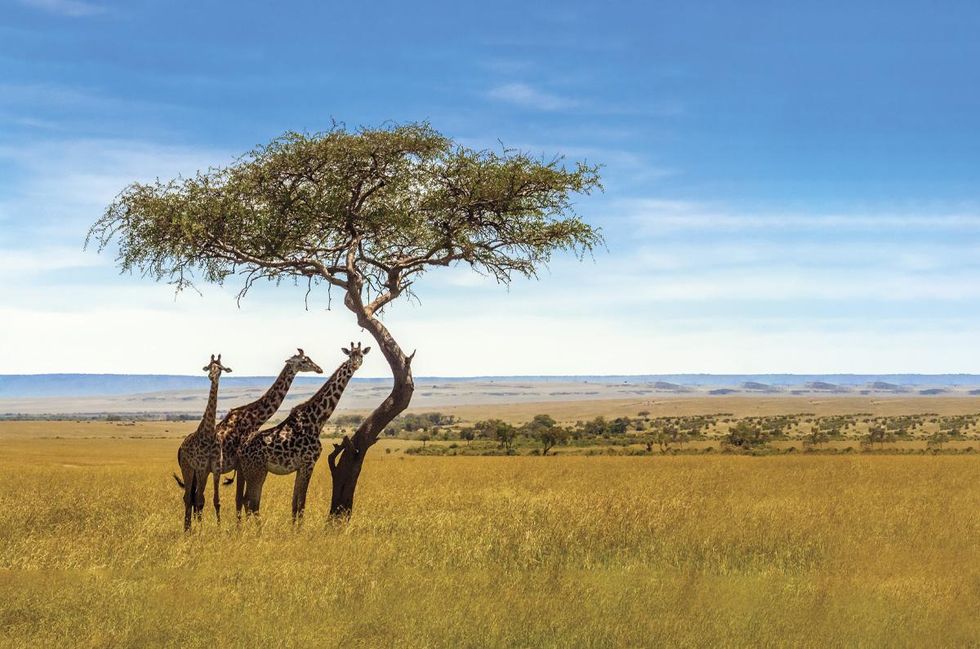Giraffes on the plains of South Africa