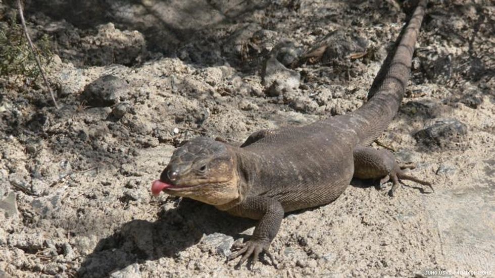 Gran Canary giant lizards