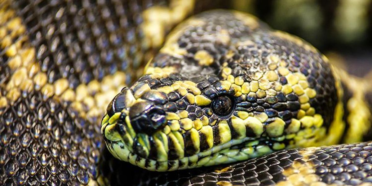 Grandmother Goes to Work, Gets Eaten by Giant Python