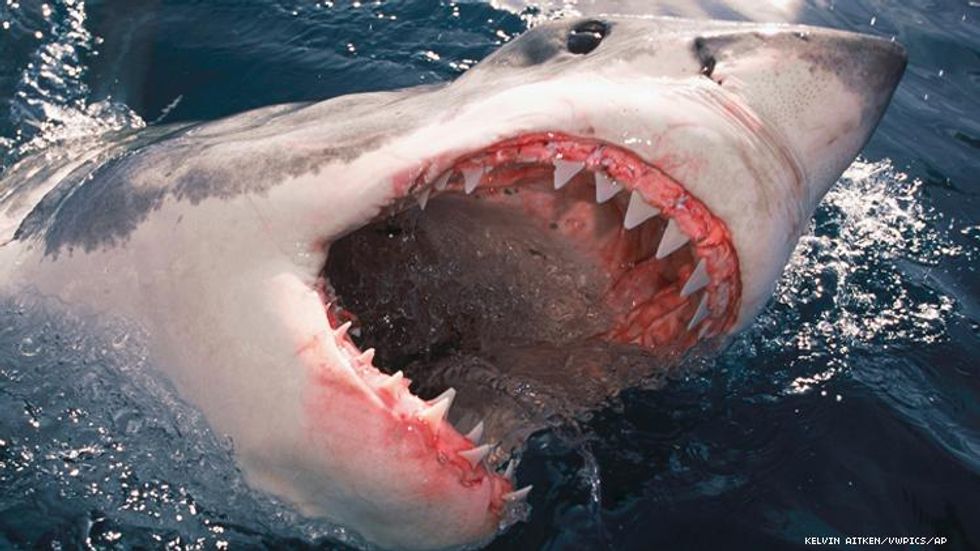 Great White Shark Mouth open