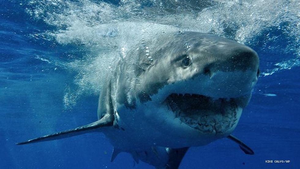 Great White
