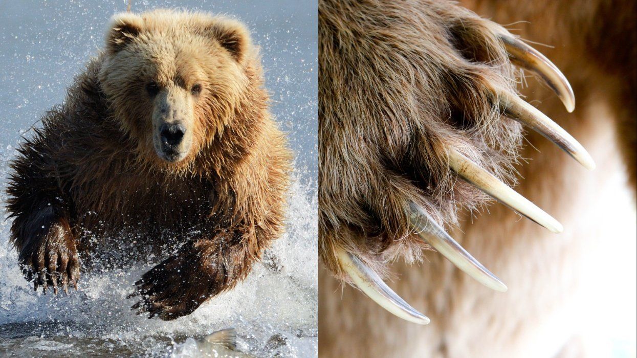 Grizzly Bear Suspected in Women’s Gruesome Death on Montana Trail