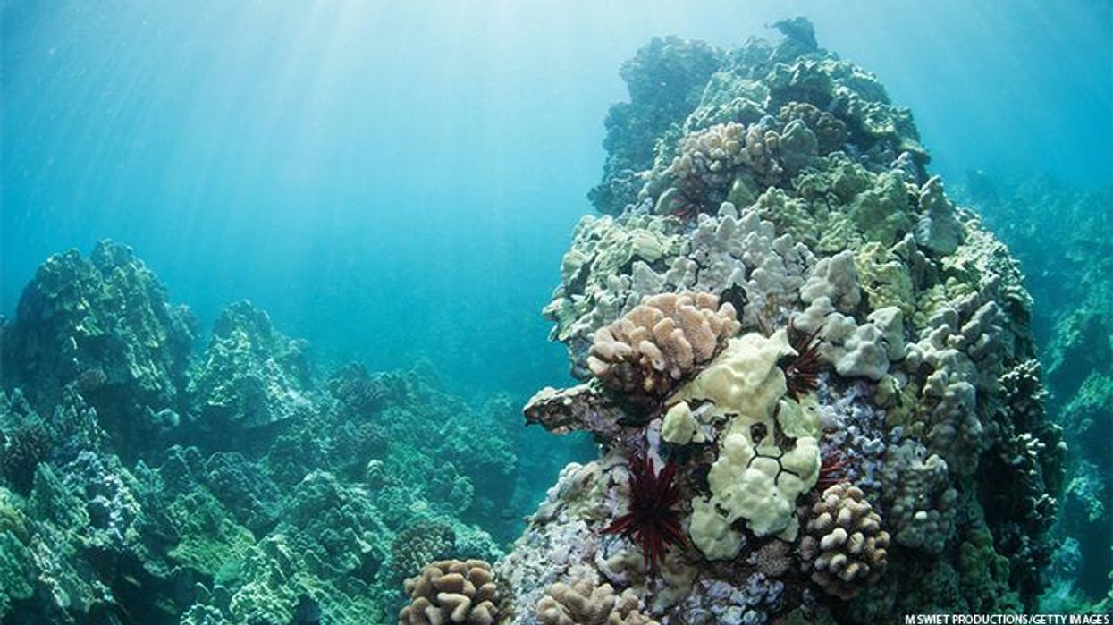 Hawaii's coral reefs