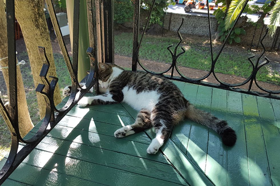 Hemingwayhousecat Forupload