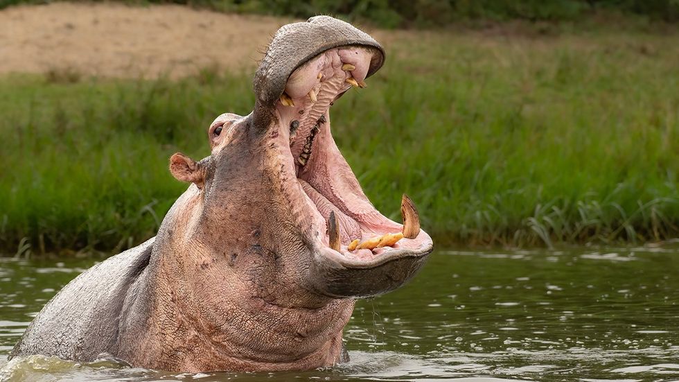 How to avoid getting eaten by a hippo by a man who was almost eaten by a hippo