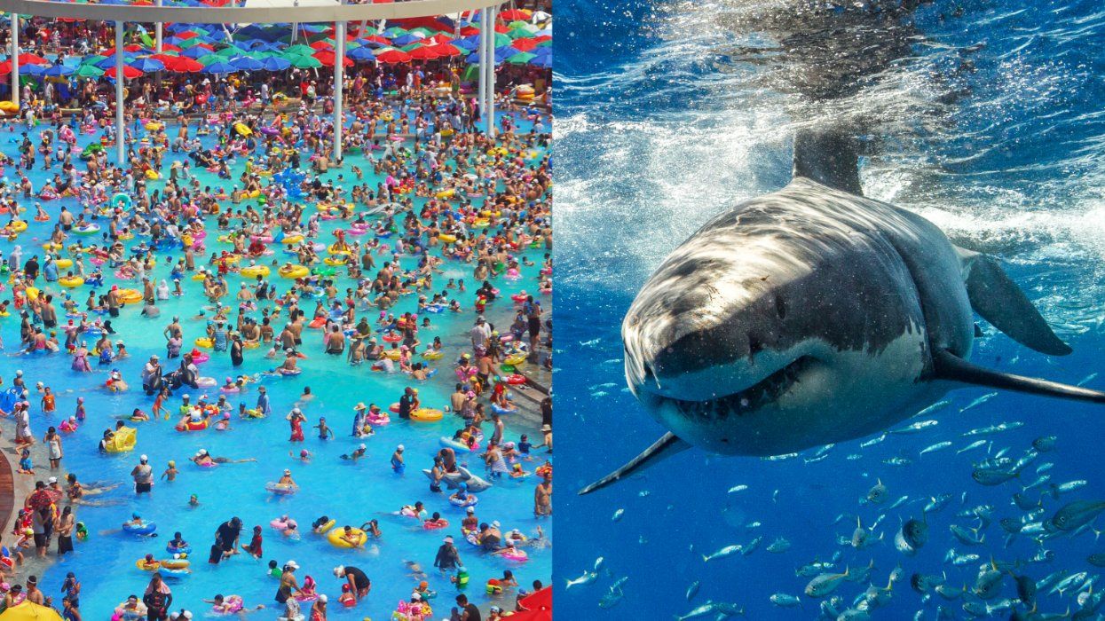 Sewage, Swells, and Sharks – Swimming in Pools or the Wild