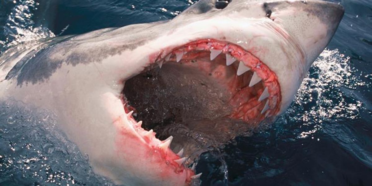 Sharks Attacking Humans How to Survive a Shark Attack