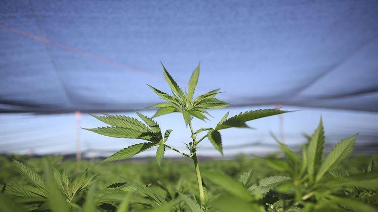 Which City Has the Most Marijuana Enthusiasts In the US?