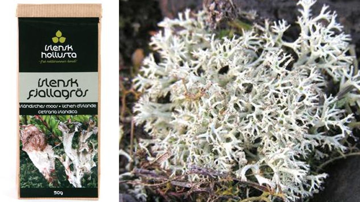 Taste 5 Flavors of Iceland