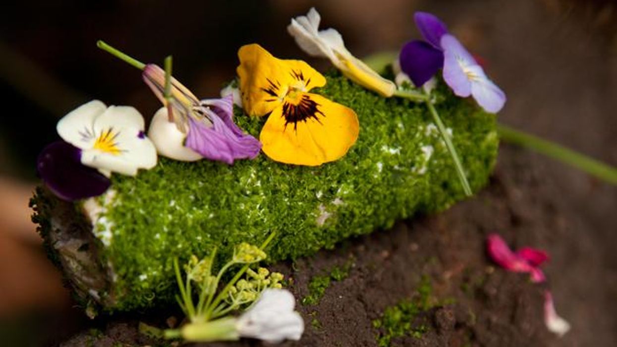 The Dish: the Forest at Restaurant Fuy Santiago in Chile