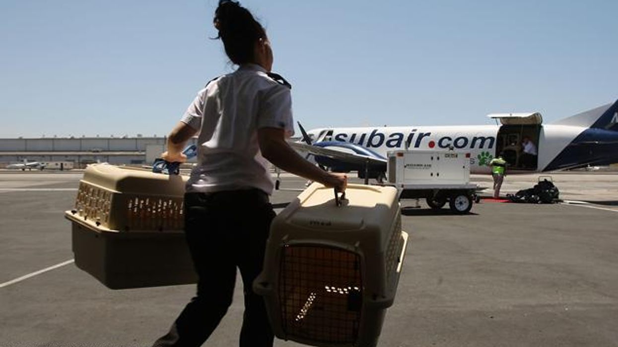 Ask the Experts: Traveling with Pets