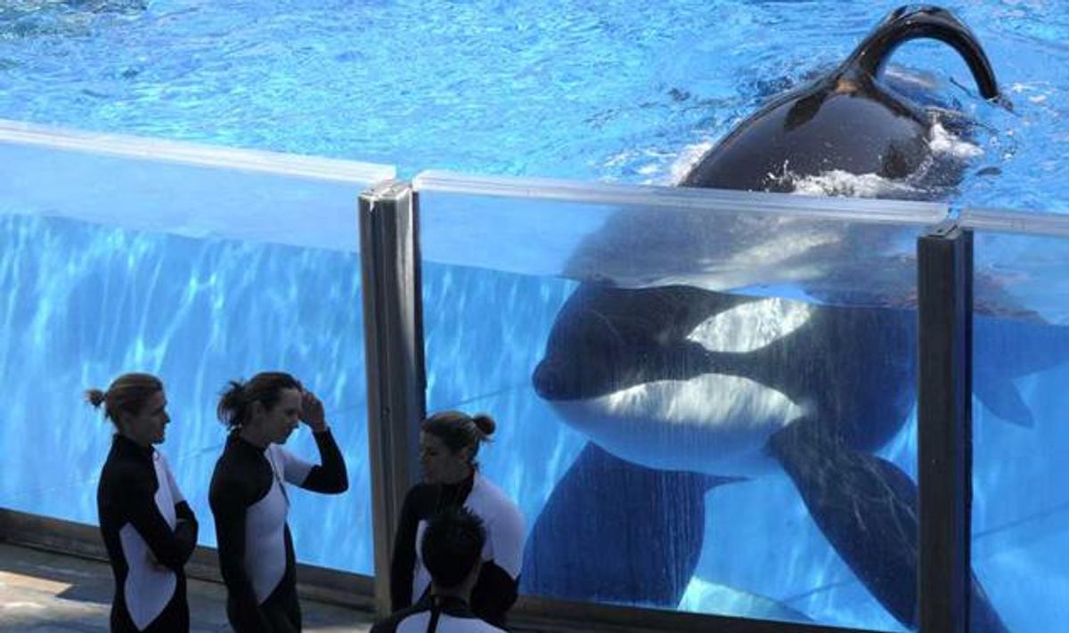 Blackfish Taking Toll on SeaWorld: CEO Steps Down, Layoffs Coming