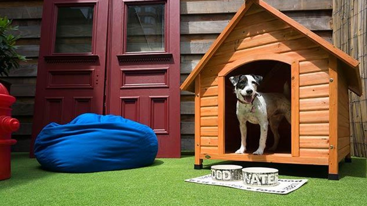 PHOTOS: The $350 Dog Suites at NYC's OUT Hotel