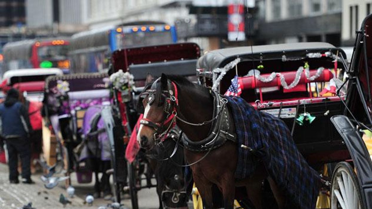 Will NYC Send Horses-Drawn Carriages to Glue Farm?
