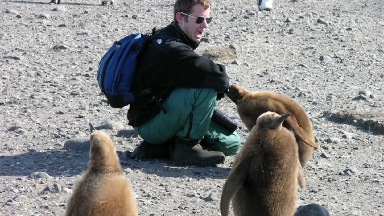 Voyage to Antarctica: Chinstraps and Horniness