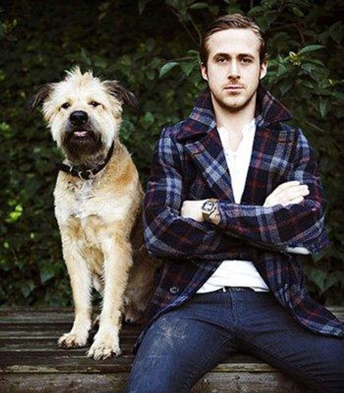 New Bill Would Let Ryan Gosling Bring His Dog on Amtrak