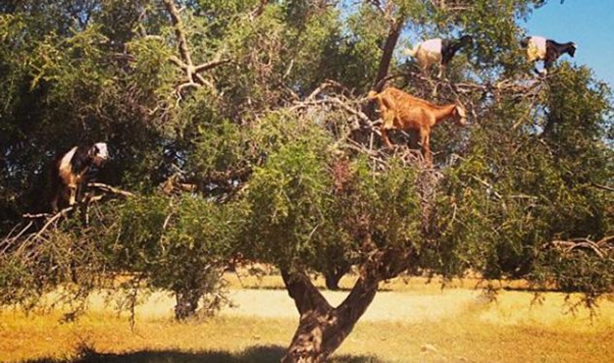 Travel Queeriosity: Tree-Climbing Goats?