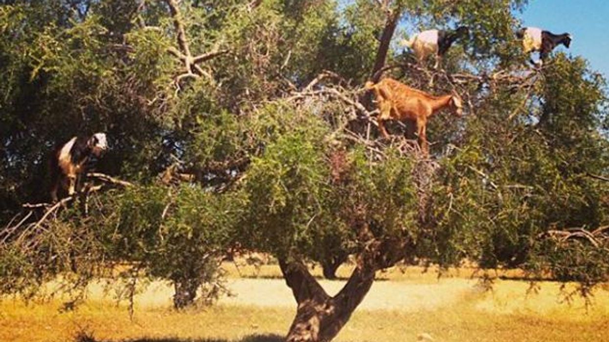 Travel Queeriosity: Tree-Climbing Goats?